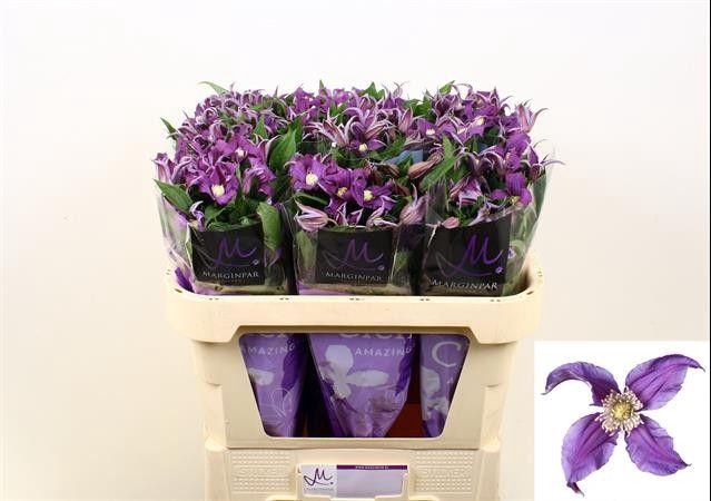 <h4>CLEM BLUE PIROUETTE</h4>