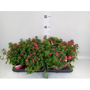 Fuchsia  'Bella Fuchsia Evita'