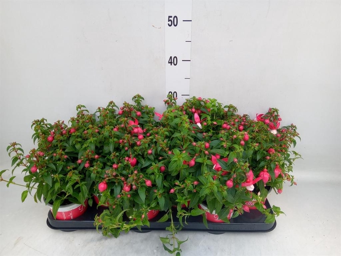 <h4>Fuchsia  'Bella Fuchsia Evita'</h4>
