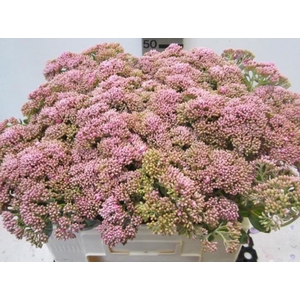 Sedum Rose