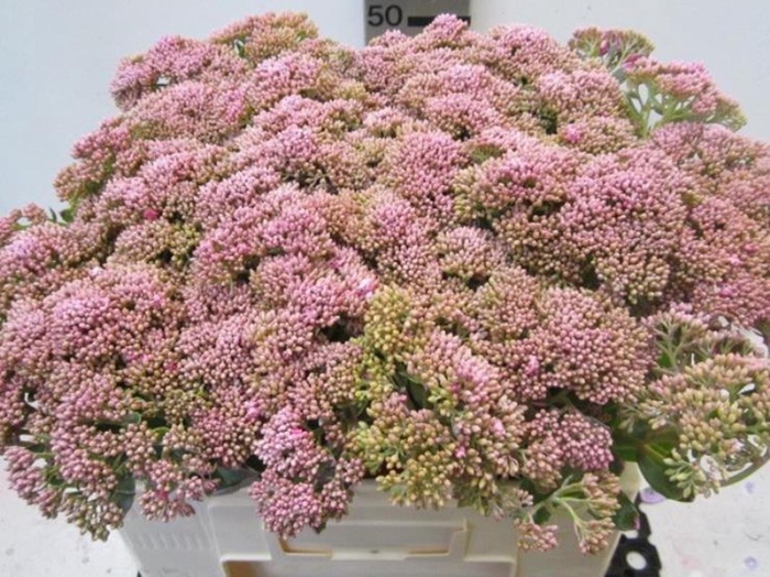 <h4>Sedum Rose</h4>