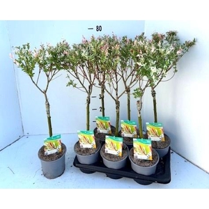 SALIX IN HAKURO NISH
