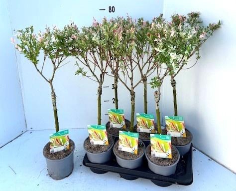 <h4>SALIX IN HAKURO NISH</h4>