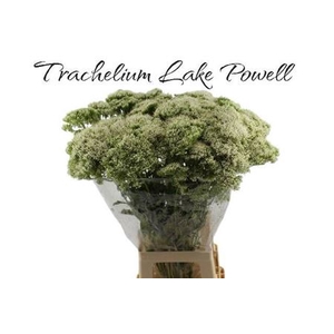 Trach Lake Powell 80cm
