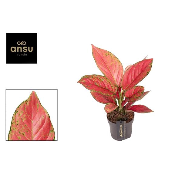 <h4>Aglaonema Ruby Love</h4>