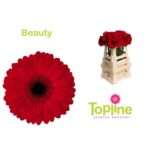 Gerbera Beauty