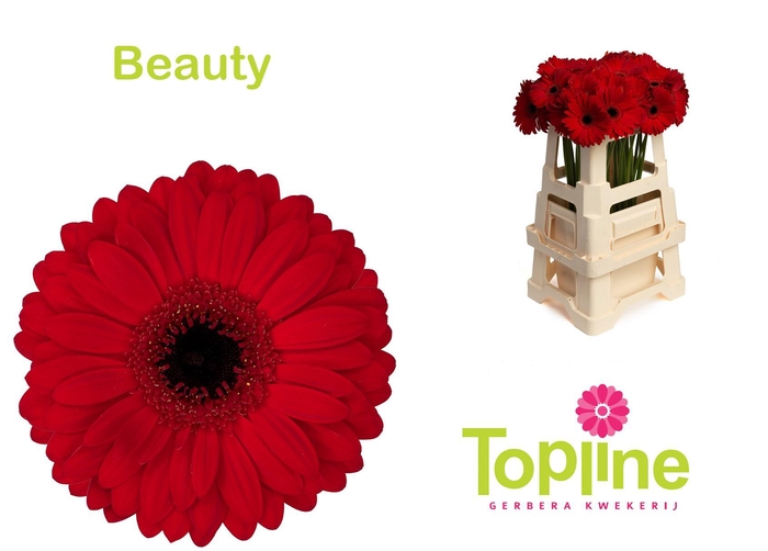 <h4>Gerbera Beauty</h4>