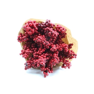 Droog Ilex Rood X15