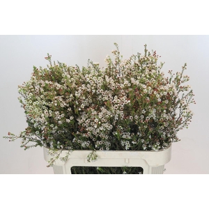 Chamelaucium Blondie