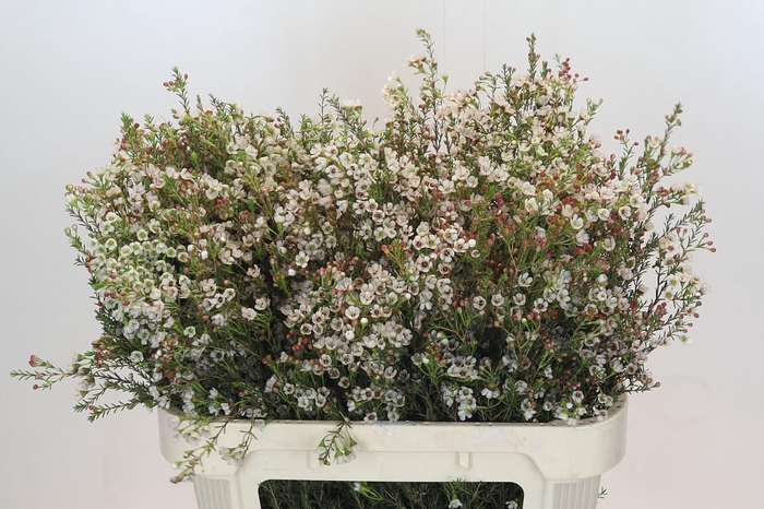 <h4>Chamelaucium Blondie</h4>