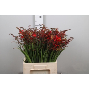 Crocos Emberglow