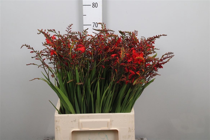 <h4>Crocos Emberglow</h4>