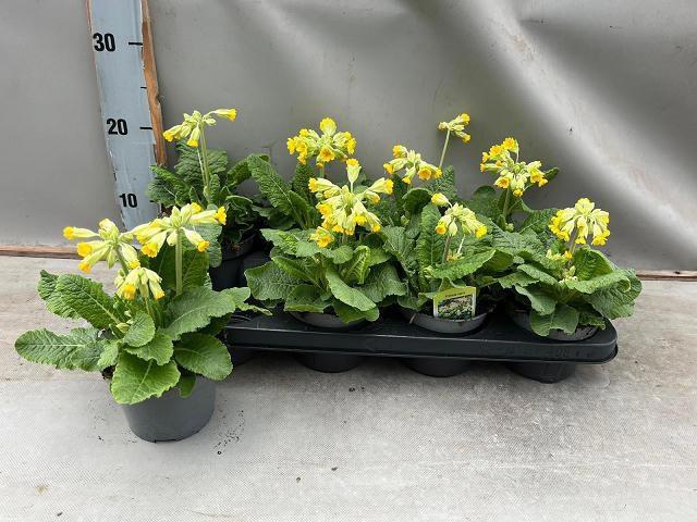 <h4>PRIM VER CABRILLO</h4>