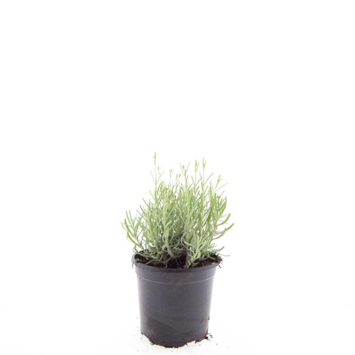 <h4>Lavandula angustifolia Hidcote</h4>
