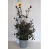 Dahlia 19 cm Donkerblad Sunrise