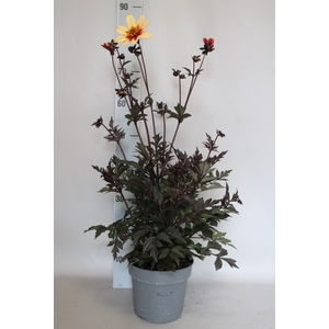 Dahlia 19 cm Donkerblad Apricot