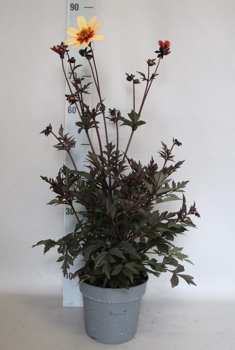 <h4>Dahlia 19 cm Donkerblad Apricot</h4>
