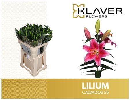 <h4>Li Or Calvados 5+</h4>