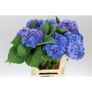 Hyd Delftblue