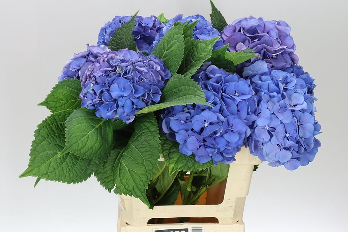 <h4>Hyd Delftblue</h4>