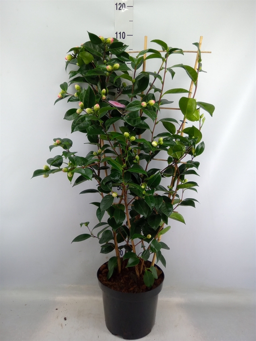 <h4>Camellia japonica 'WilliamBartlett'</h4>