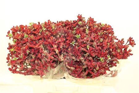 <h4>Anigoz Early Spring</h4>