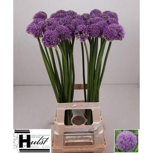 ALLIUM GLADIATOR