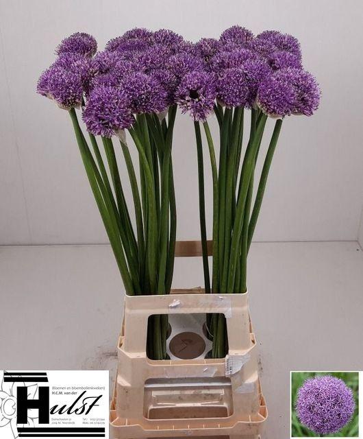 <h4>ALLIUM GLADIATOR</h4>