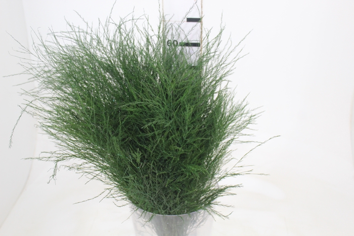<h4>FOLHAGEM ASPARGO VASSOURINHA</h4>