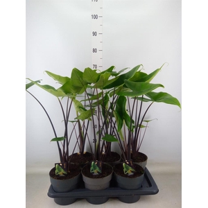 Alocasia zebrina 'Black Zebrina'