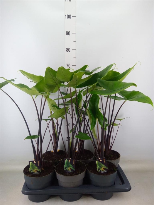 <h4>Alocasia zebrina 'Black Zebrina'</h4>