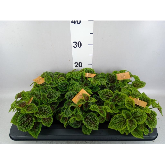 <h4>Pilea mollis 'Moon Valley'</h4>