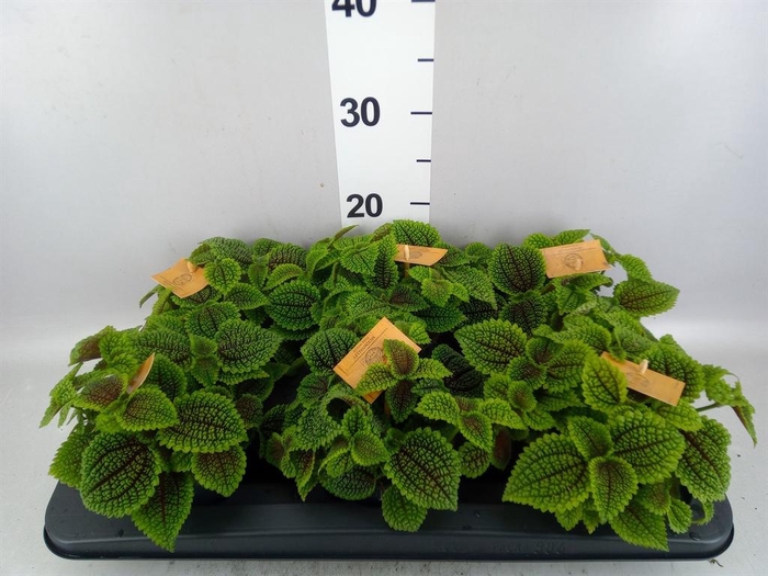 Pilea mollis 'Moon Valley'