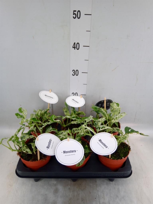<h4>Monstera ...</h4>