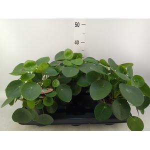 Pilea peperomoides