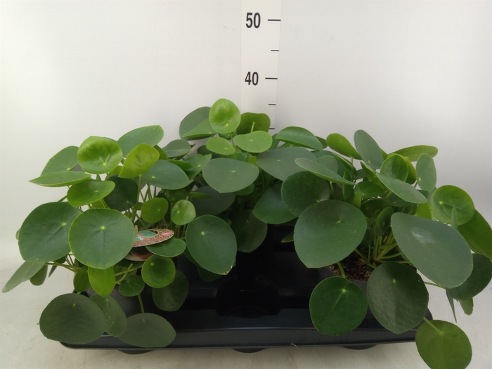 <h4>Pilea peperomoides</h4>