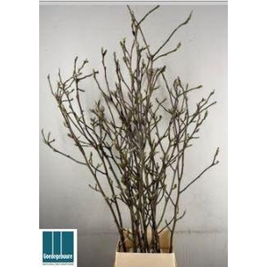 MAGNOLIA GRANDIFLORA