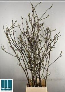 <h4>MAGNOLIA GRANDIFLORA</h4>