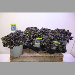 Ajuga Rept