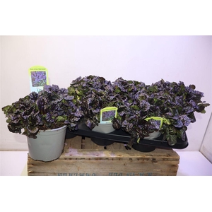 Ajuga Rept