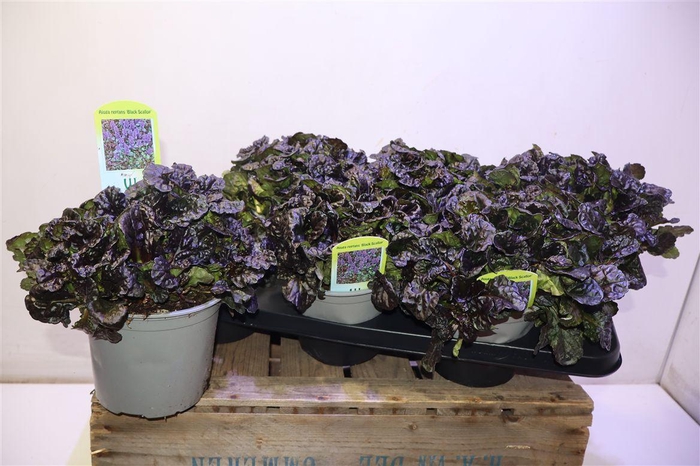 <h4>Ajuga Rept</h4>