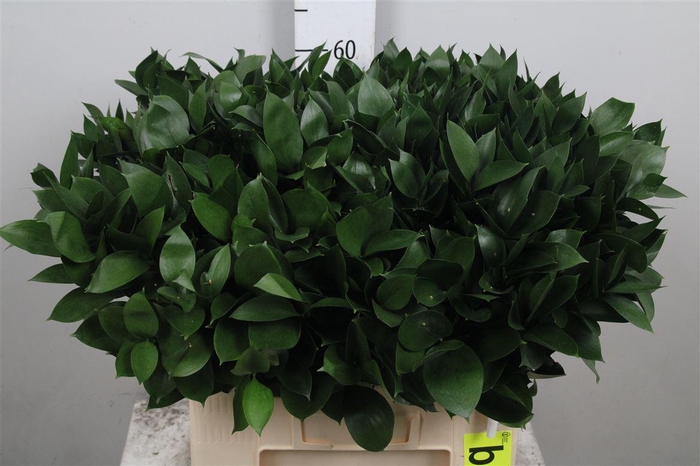 <h4>Ruscus Hypophyllum</h4>