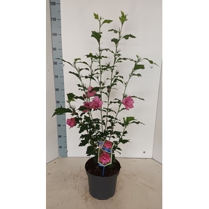 HIBISCUS SYRIACUS