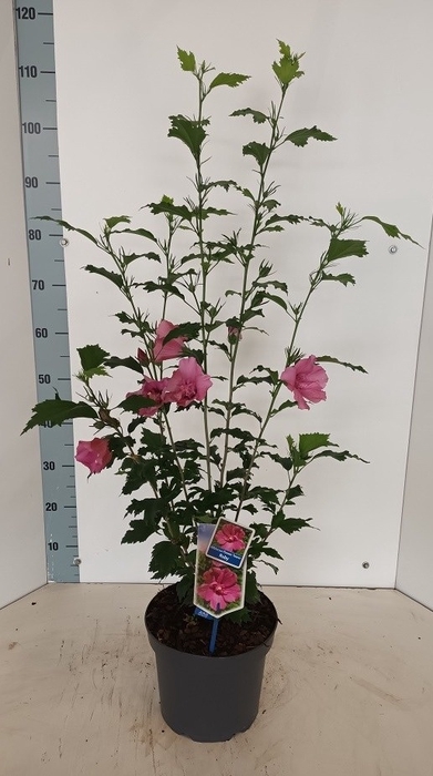 <h4>HIBISCUS SYRIACUS</h4>