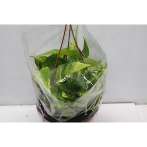 JIBOIA VERDE C21 PENDENTE