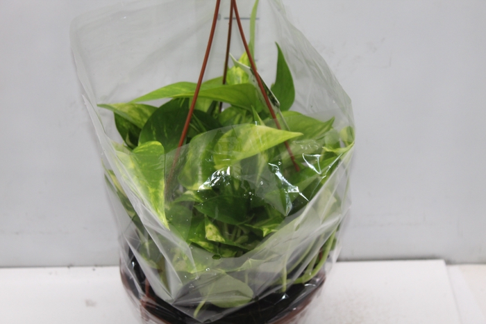 JIBOIA VERDE C21 PENDENTE