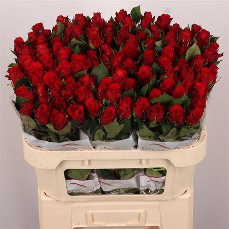 <h4>R Gr Red Torch</h4>