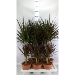 Dracaena marg. 'Magenta'