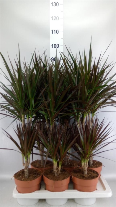 <h4>Dracaena marg. 'Magenta'</h4>