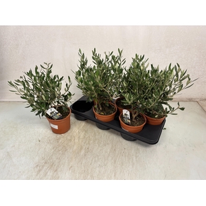 OLEA EUROPAEA